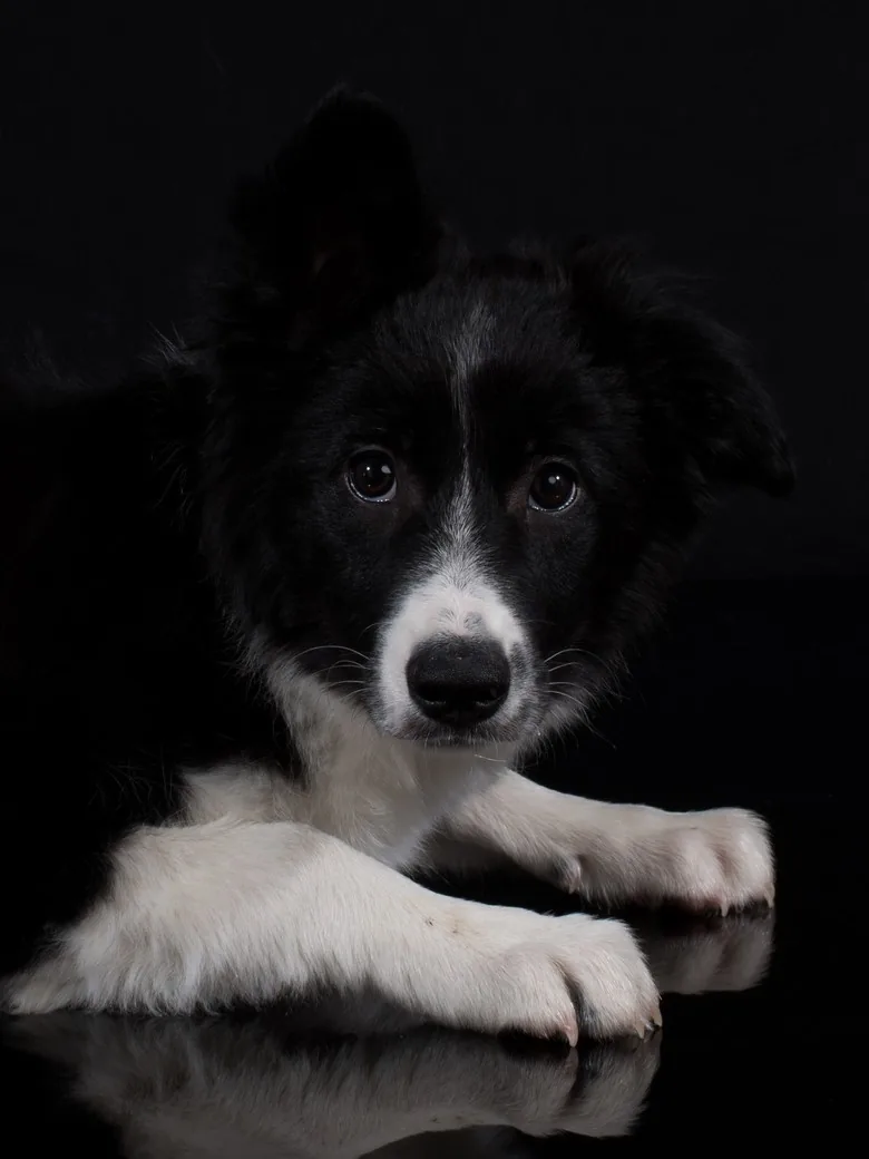 Tierfotografie – junger schwarz-weisser Border Collie liegt aufmerksam vor dunklem Hintergrund | Studio Hitzkirch Luzern