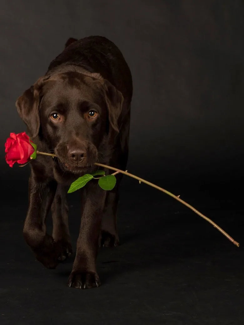 Tierfotografie – brauner Labrador trägt eine rote Rose im Maul vor dunklem Hintergrund | Studio Hitzkirch Luzern