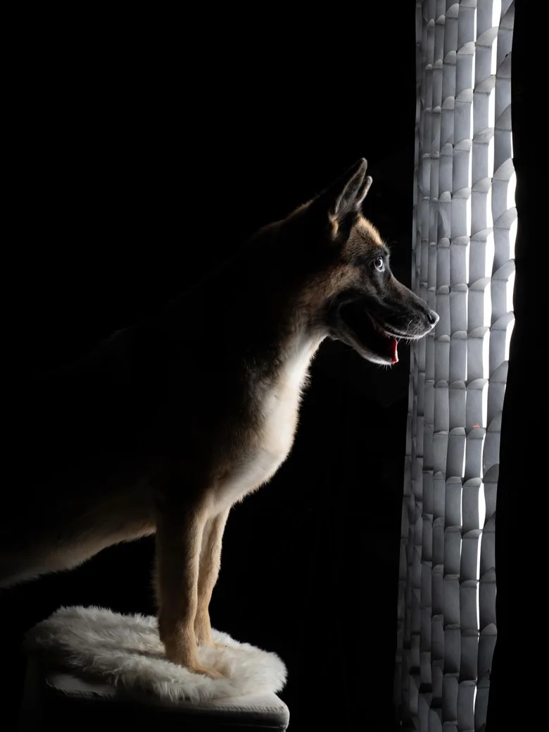 Tierfotografie – Schäferhündin im Profil vor einem Studio-Wabenlicht | Studio Hitzkirch Luzern